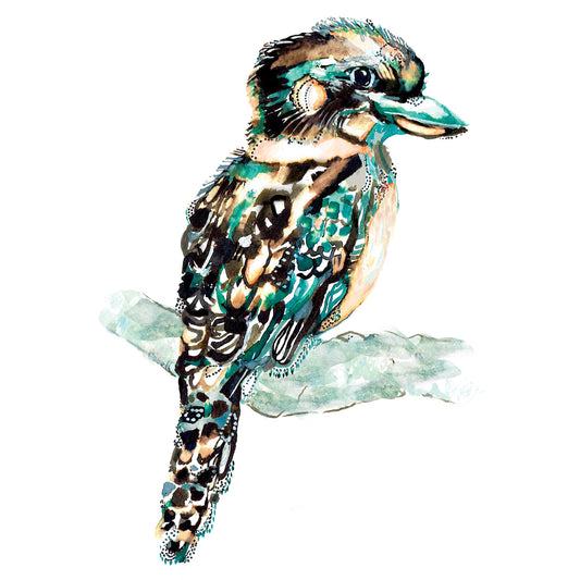 Kookaburra